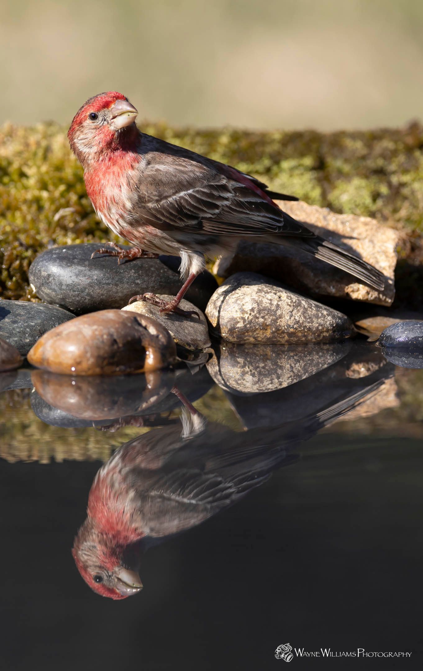 A bird is perched on a rock next to a body of water.