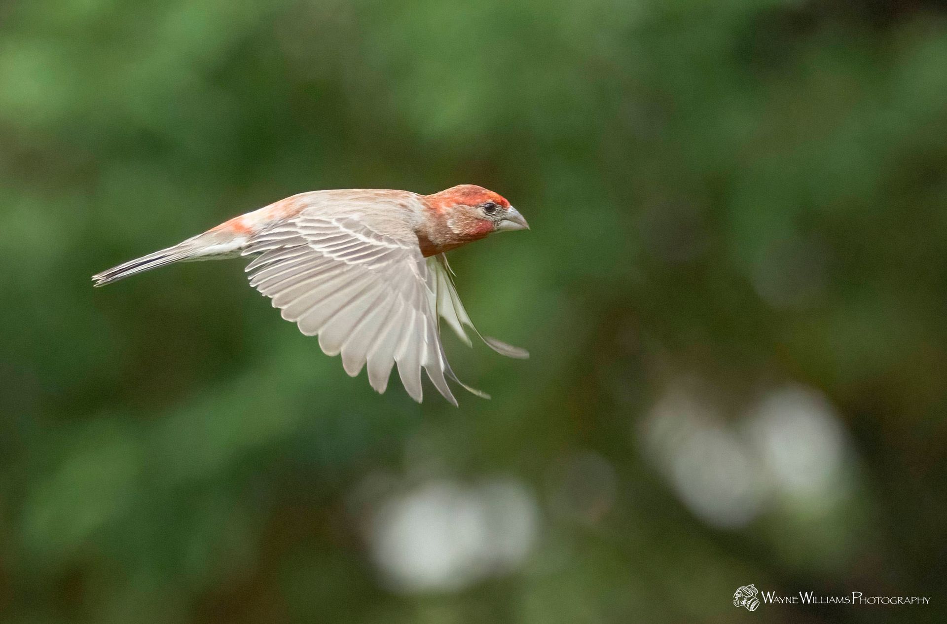 A small bird is flying in the air with its wings outstretched.