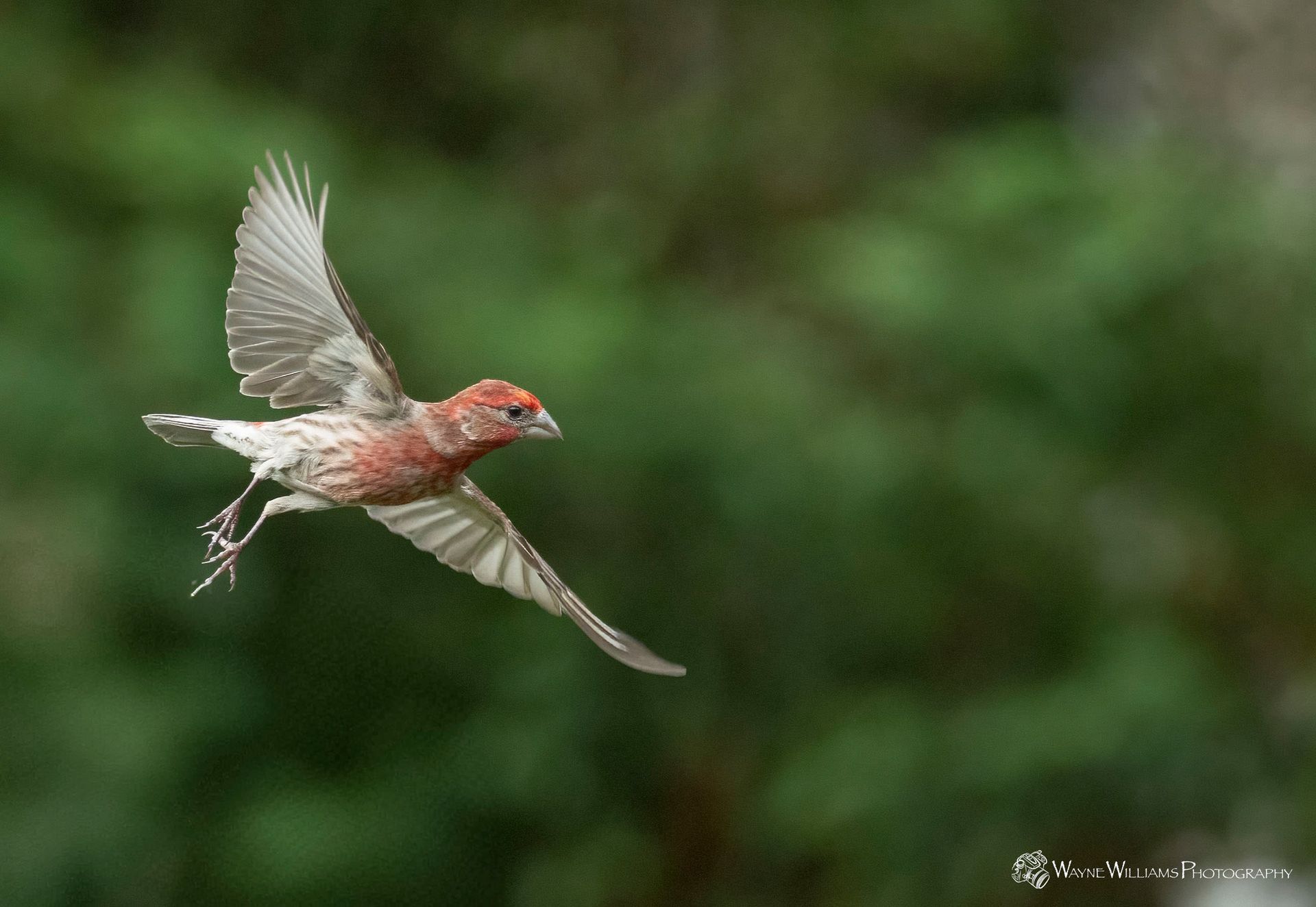 A small bird is flying through the air with its wings spread.