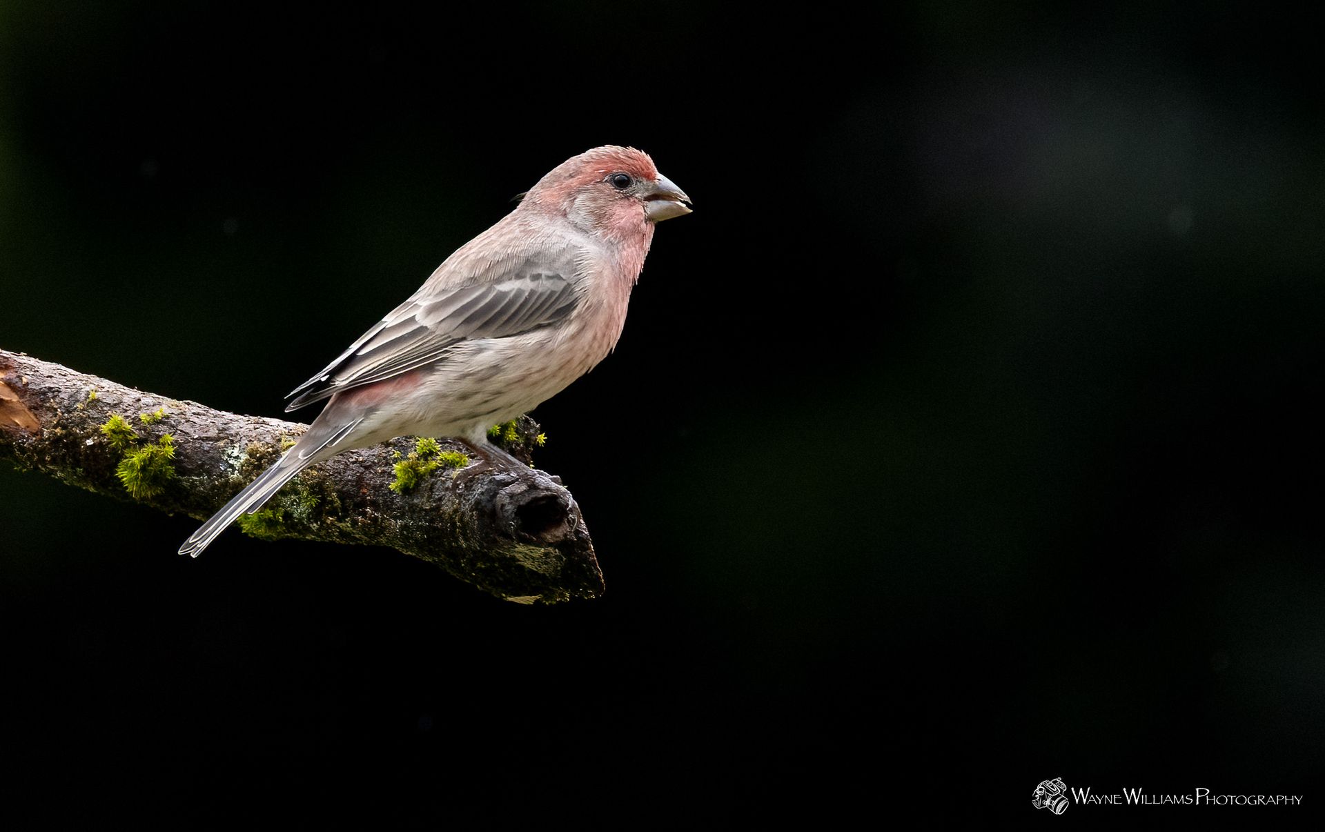 A small bird is perched on a tree branch.