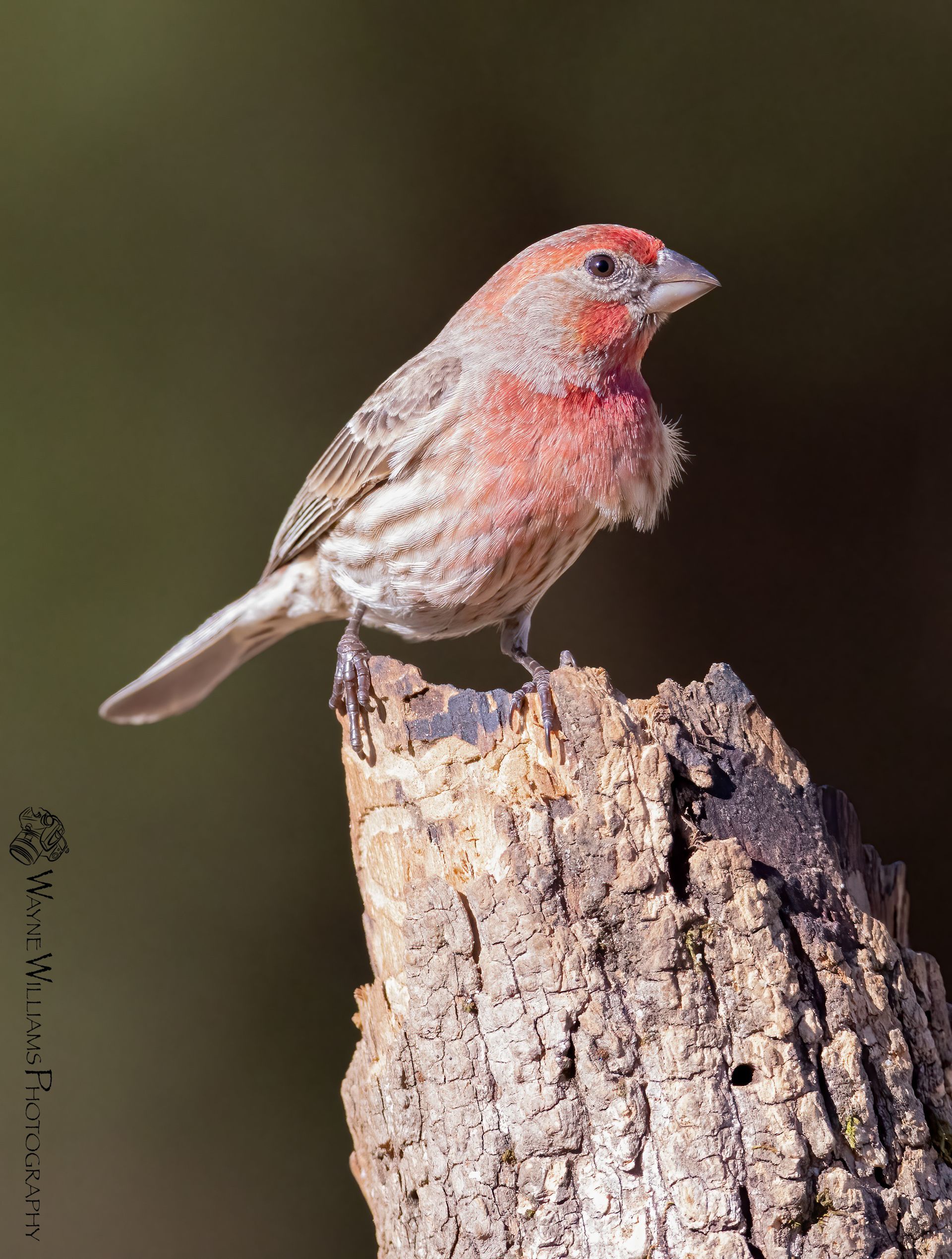 A small bird perched on top of a tree stump
