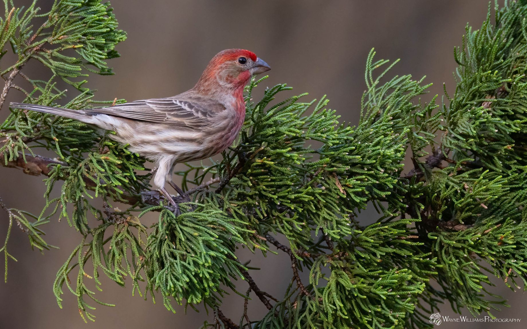 A small bird is perched on a tree branch.