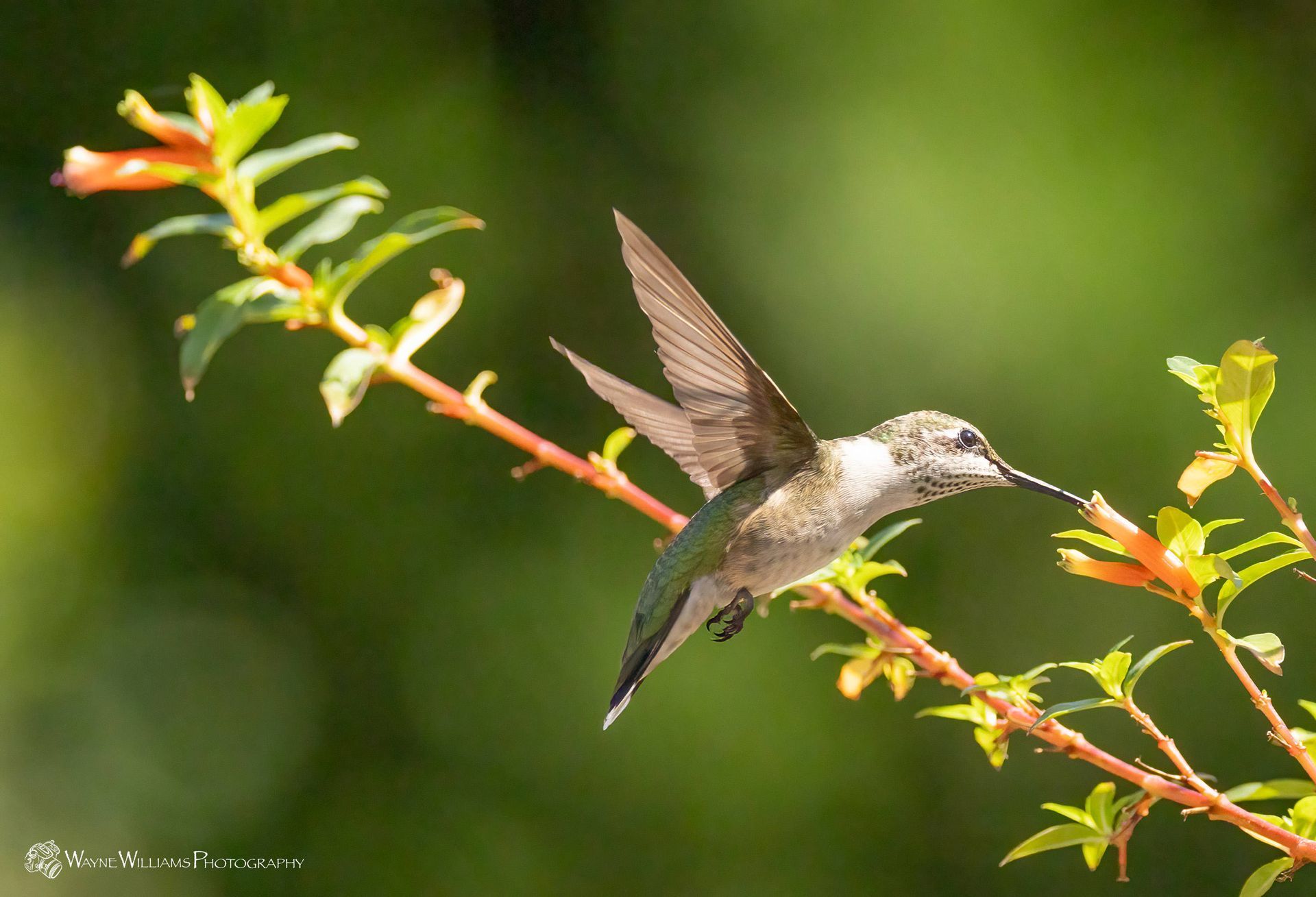 A hummingbird is perched on a branch with flowers.
