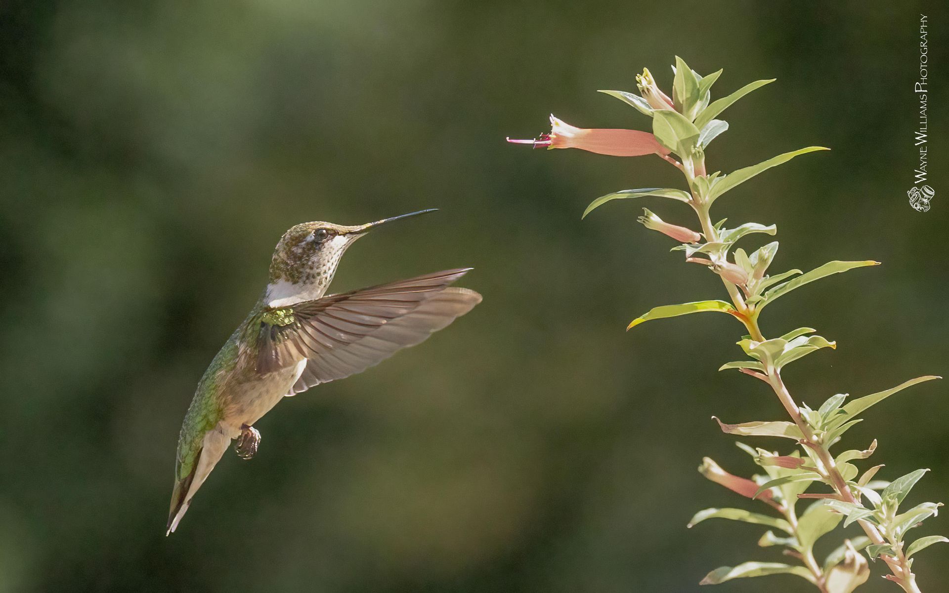 A hummingbird is flying near a plant with red flowers.