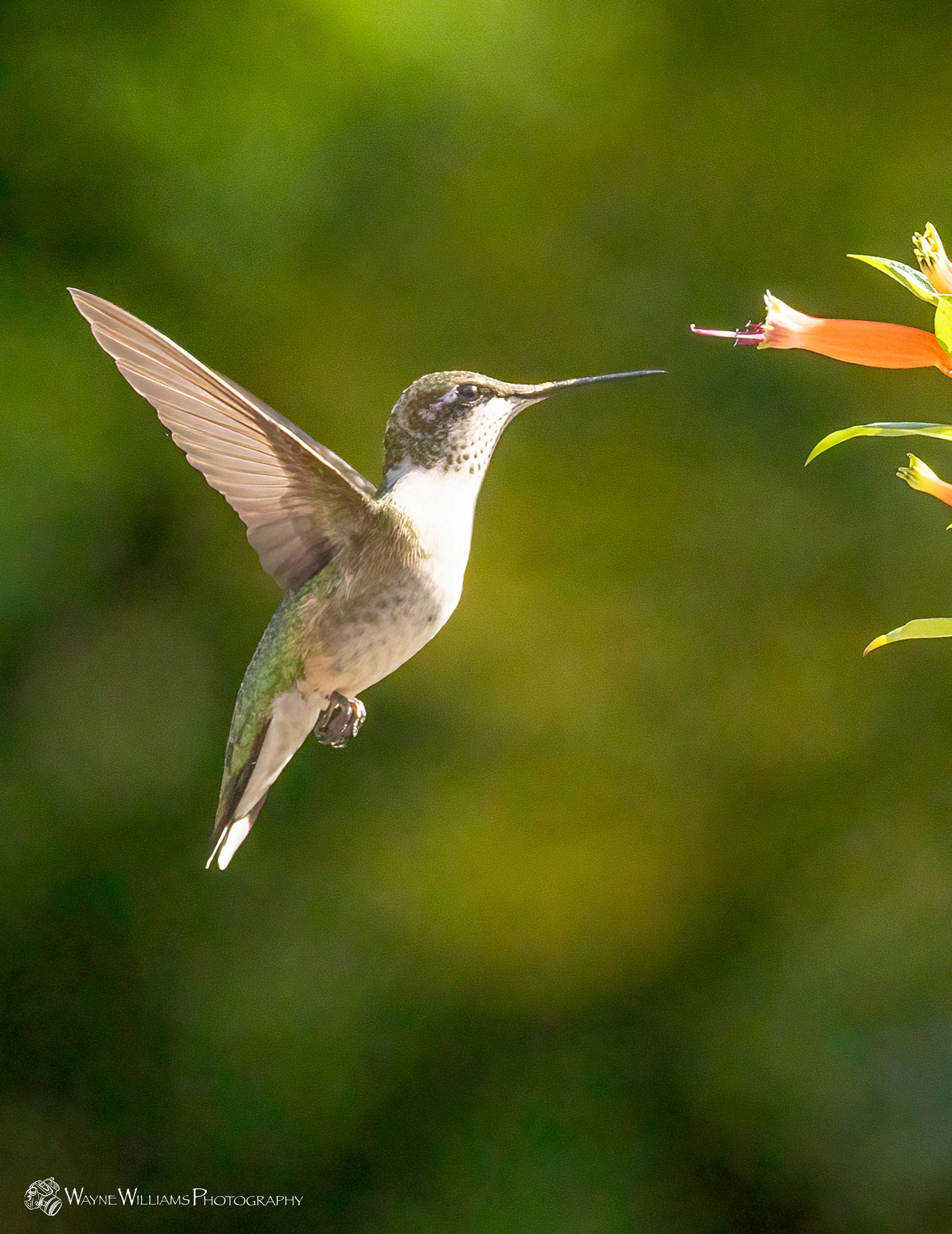 A hummingbird is flying towards a flower.