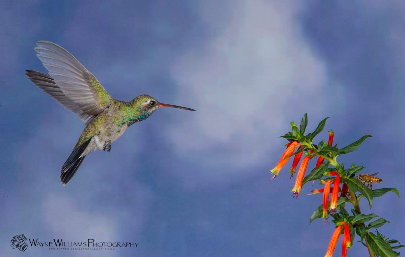 A hummingbird is flying towards a flower in the sky.