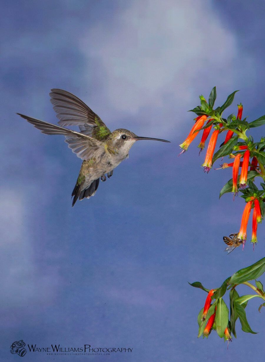 A hummingbird is flying over a tree with red flowers.