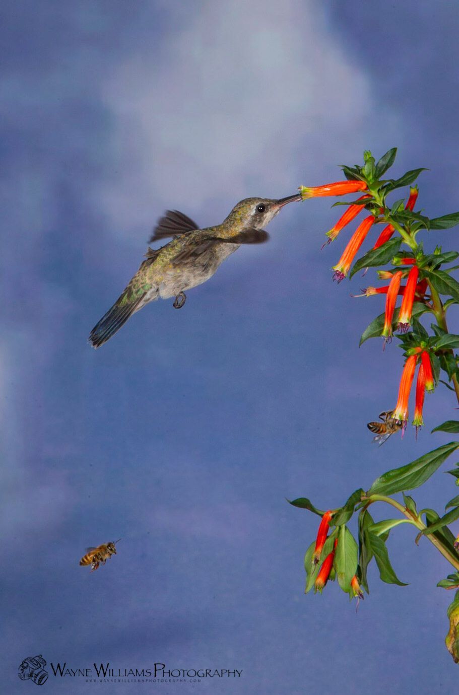 A hummingbird is flying over a flower with a bee nearby.