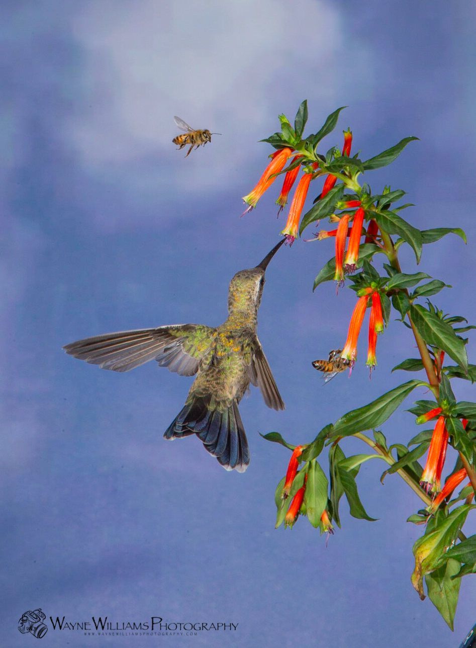 A hummingbird is feeding a bee from a flower branch.