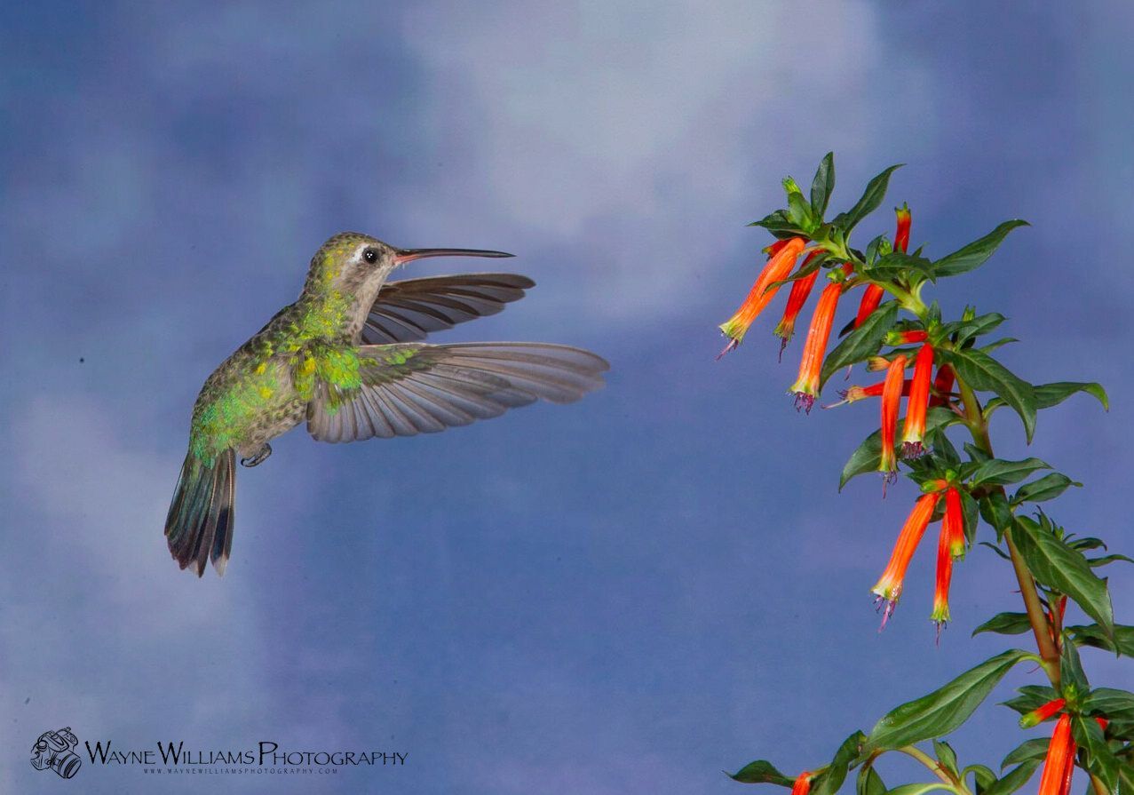 A hummingbird is flying over a flowering plant.