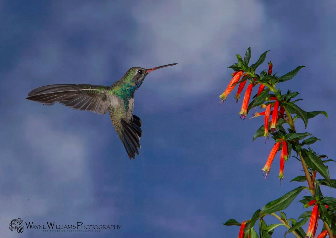 A hummingbird is flying near a flower in the sky.