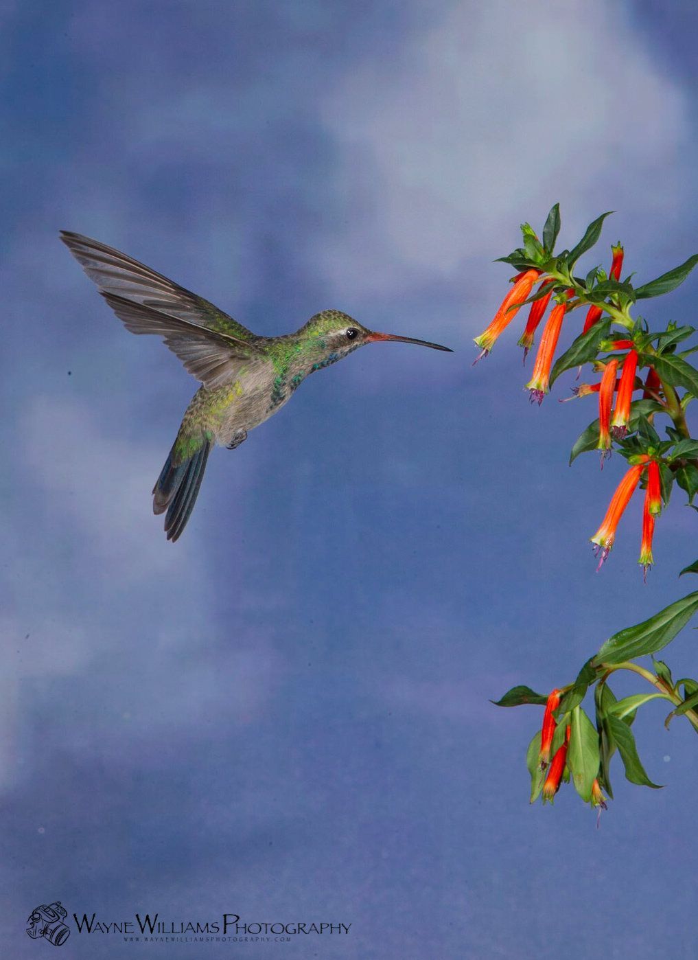 A hummingbird is flying near a tree with red flowers