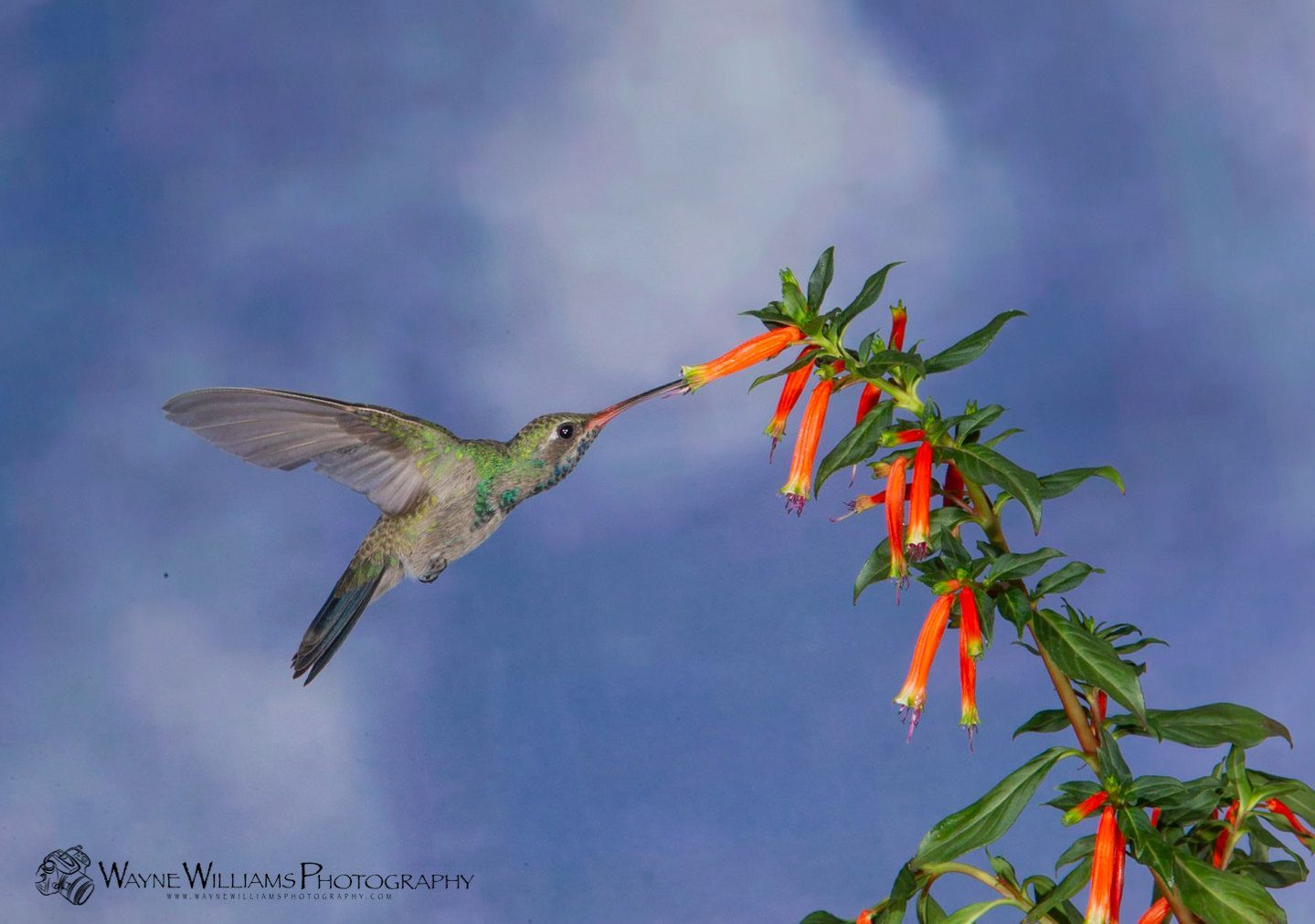 A hummingbird is eating a flower from a tree branch.