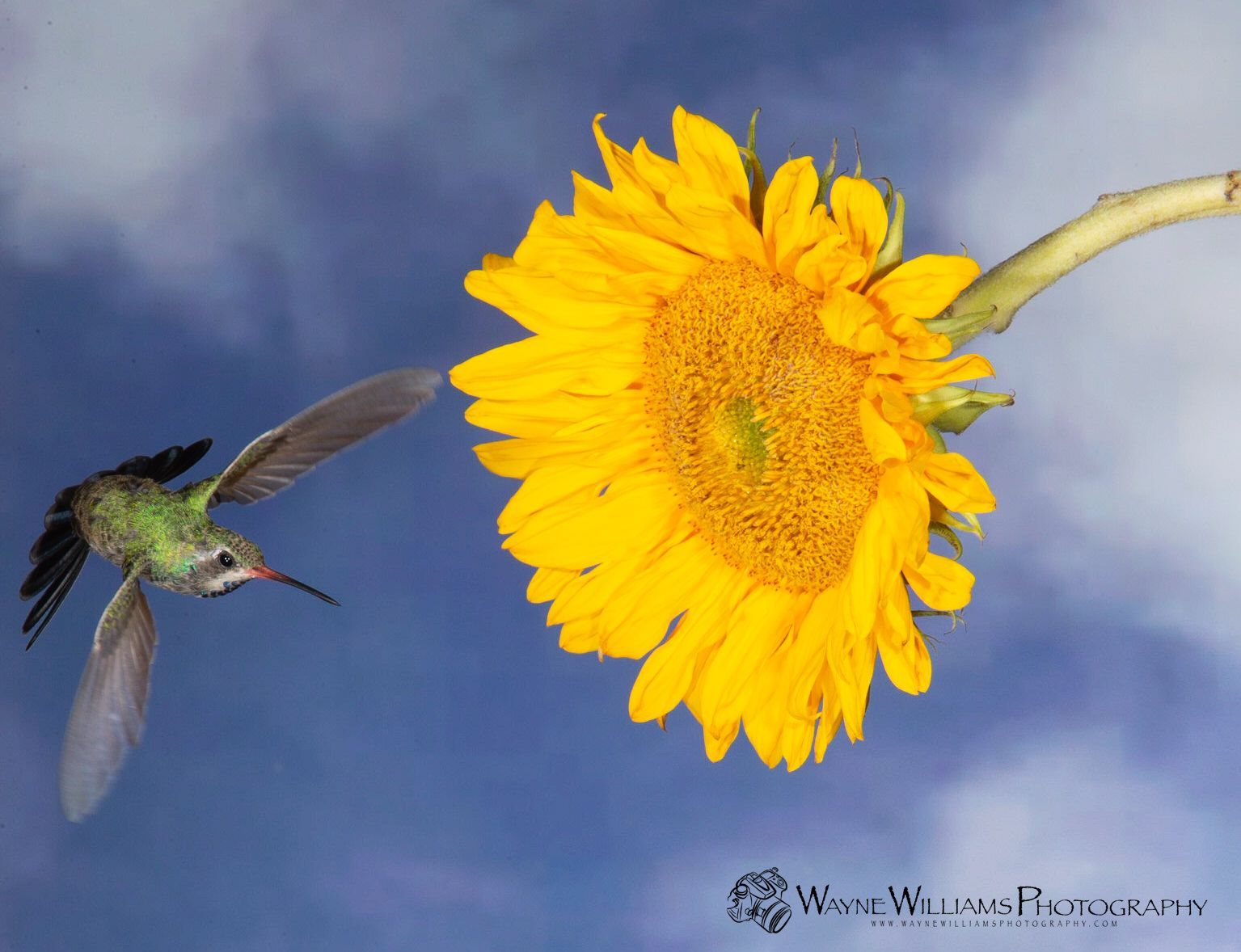 A hummingbird is flying near a sunflower in the sky