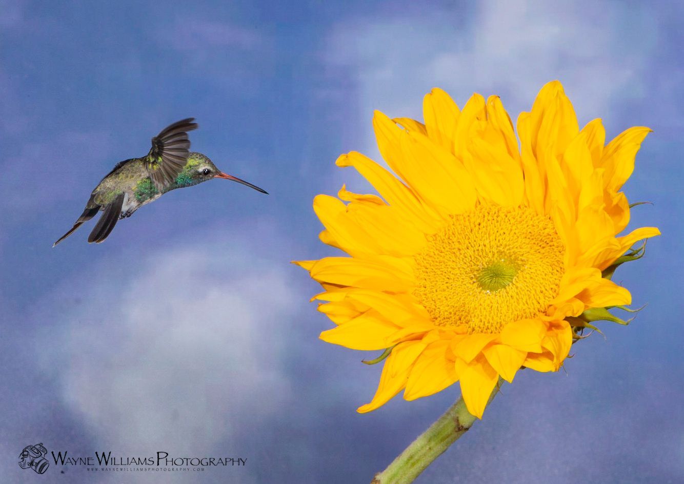 A hummingbird is flying over a yellow sunflower