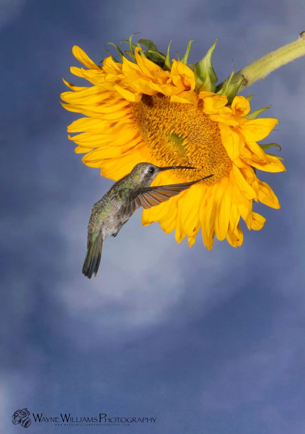 A hummingbird is sitting on top of a sunflower