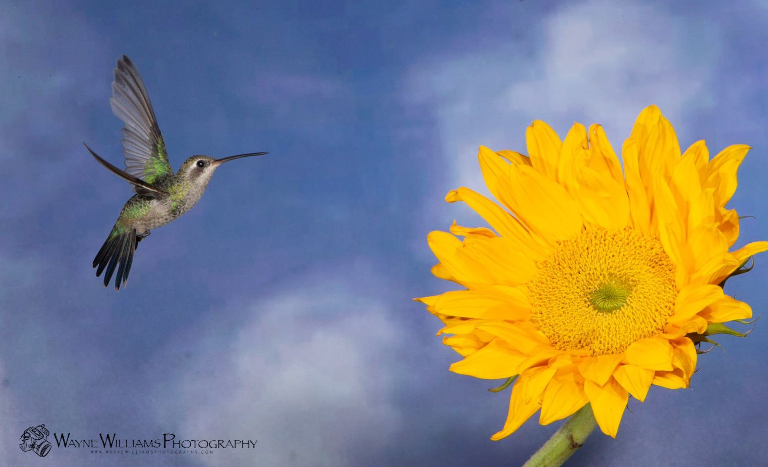 A hummingbird is flying towards a yellow sunflower.