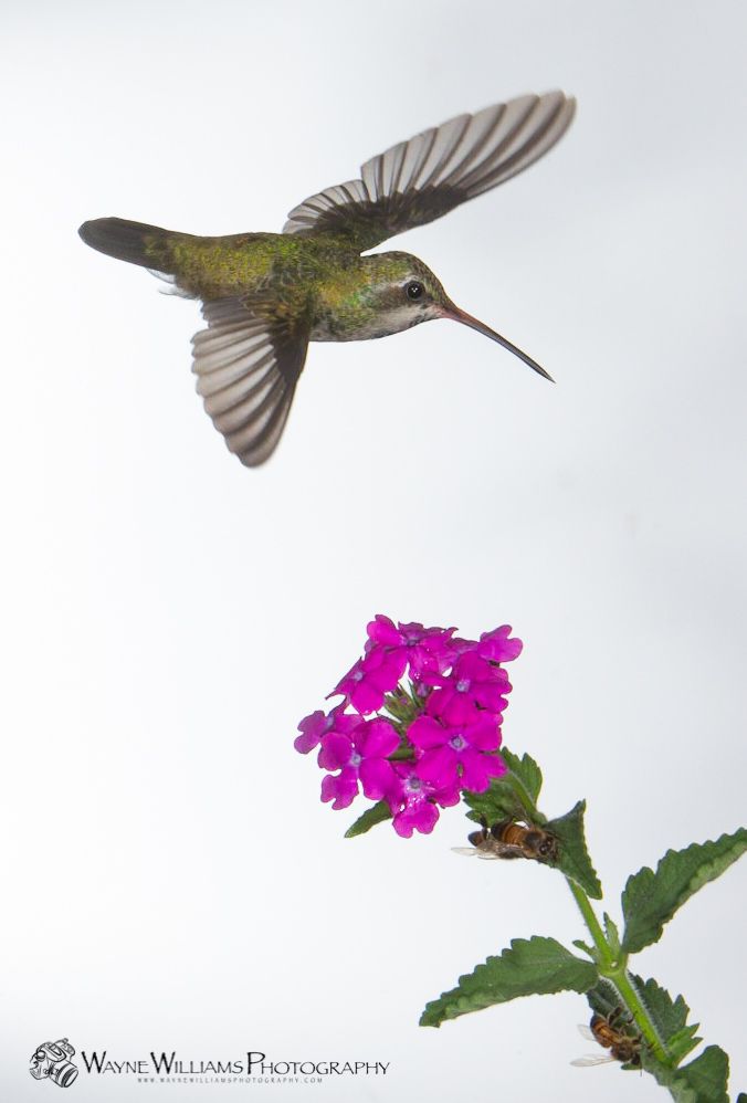 A hummingbird is flying over a purple flower.