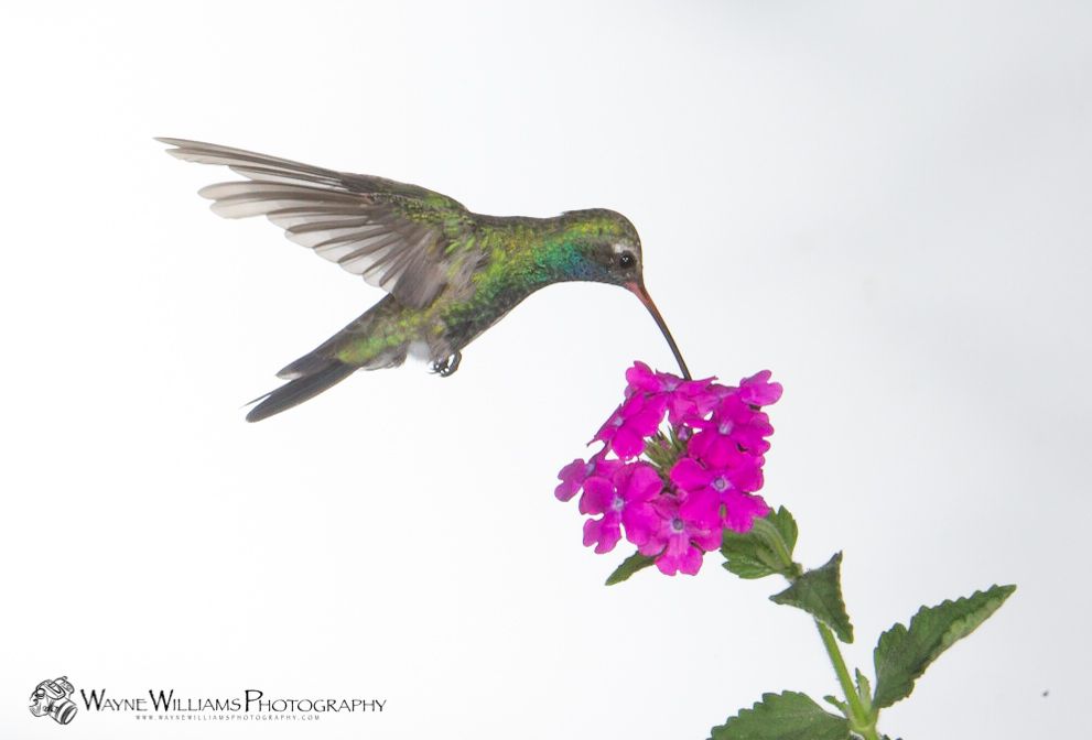 A hummingbird is flying over a purple flower.