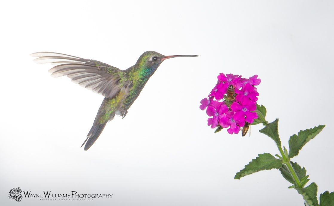 A hummingbird is flying towards a purple flower.