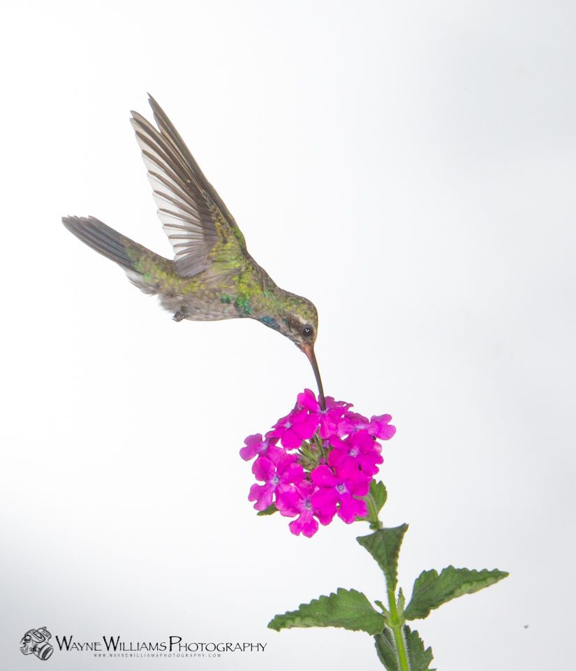 A hummingbird is perched on a pink flower.