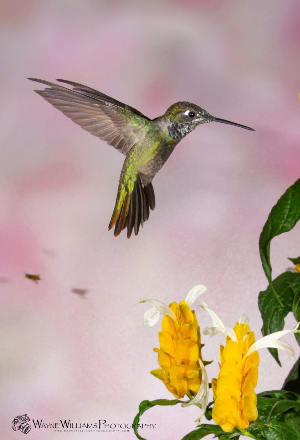 A hummingbird is flying over a yellow flower