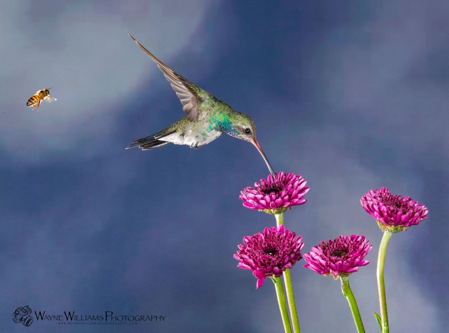 A hummingbird is flying over purple flowers with a bee flying in the background