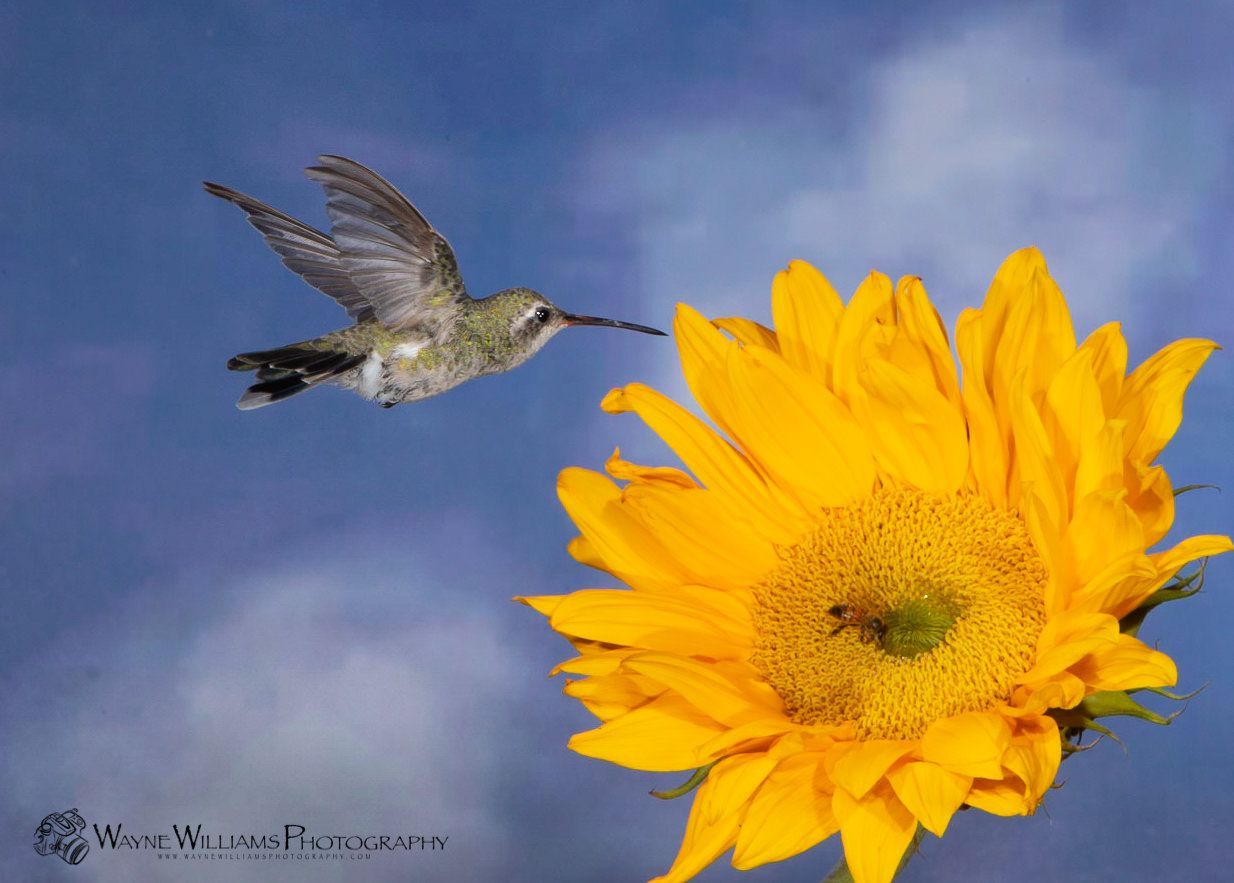 A hummingbird is flying near a sunflower with a blue sky in the background