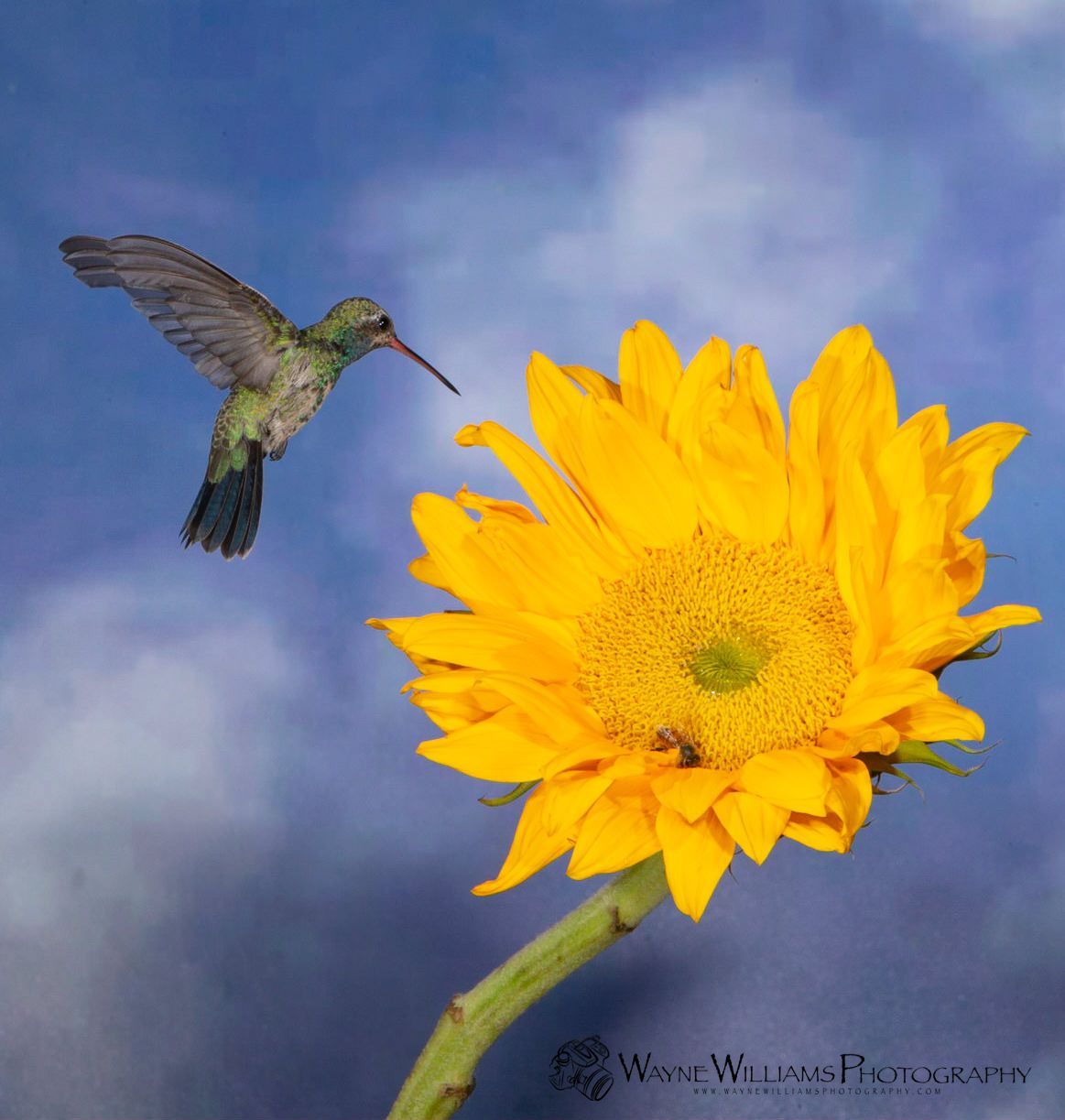 A hummingbird is flying over a sunflower with a blue sky in the background