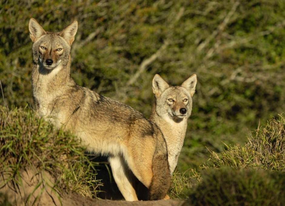 Two coyotes are standing next to each other on top of a hill.