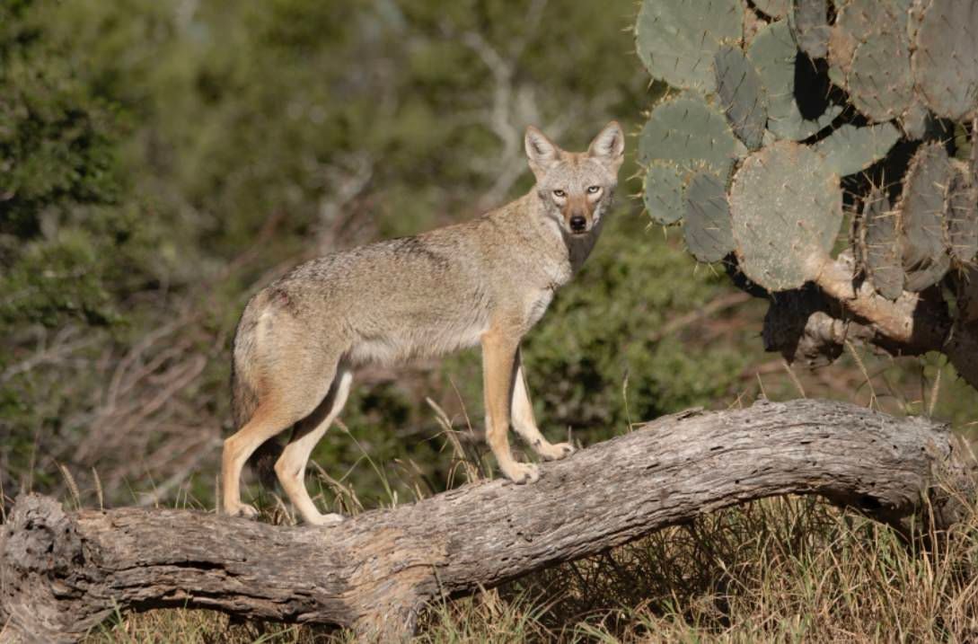 A coyote is standing on a tree branch in the wild.
