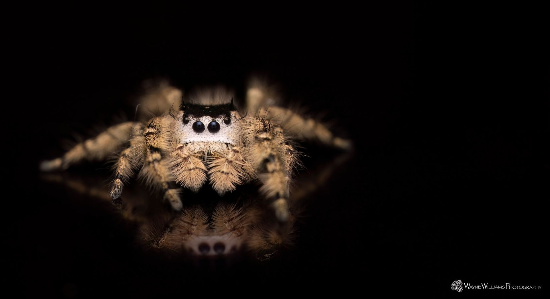 A close up of a jumping spider on a black background.