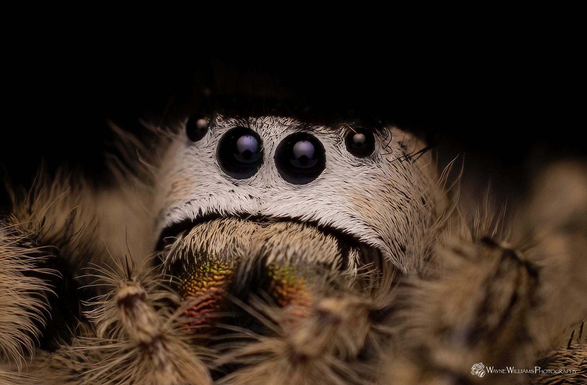 A close up of a spider 's face with a black background.