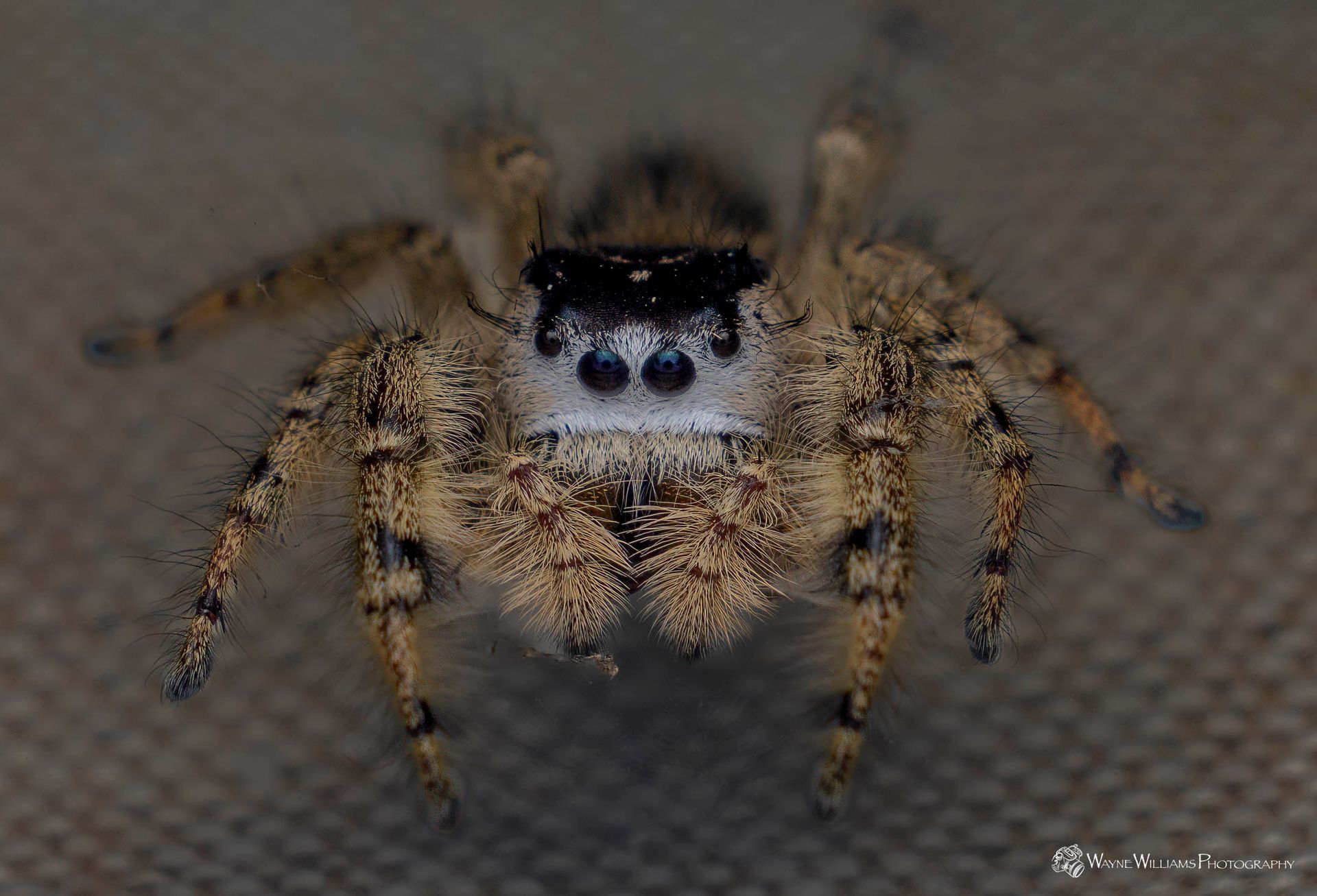 A close up of a jumping spider on a cloth.