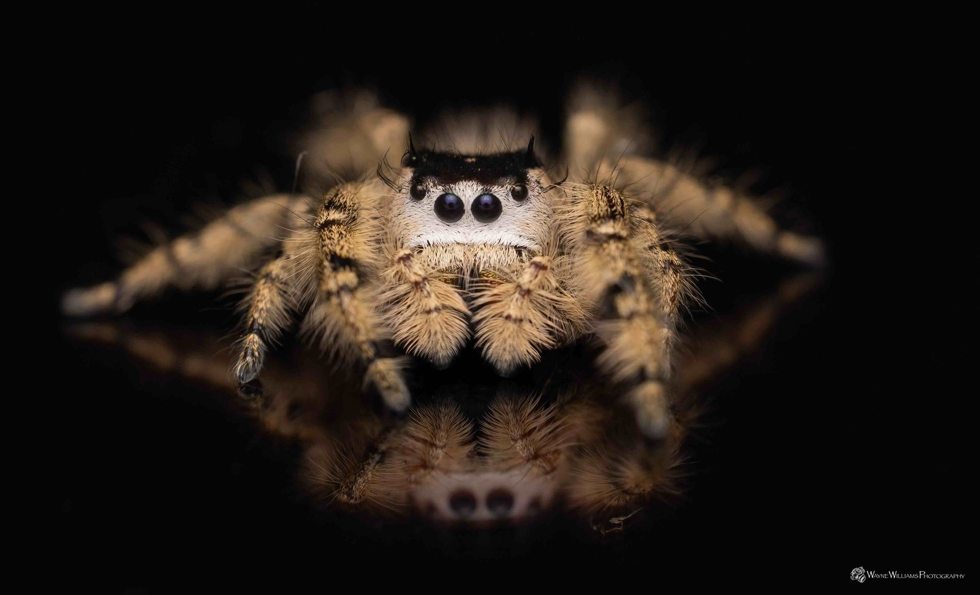 A close up of a jumping spider on a black background.