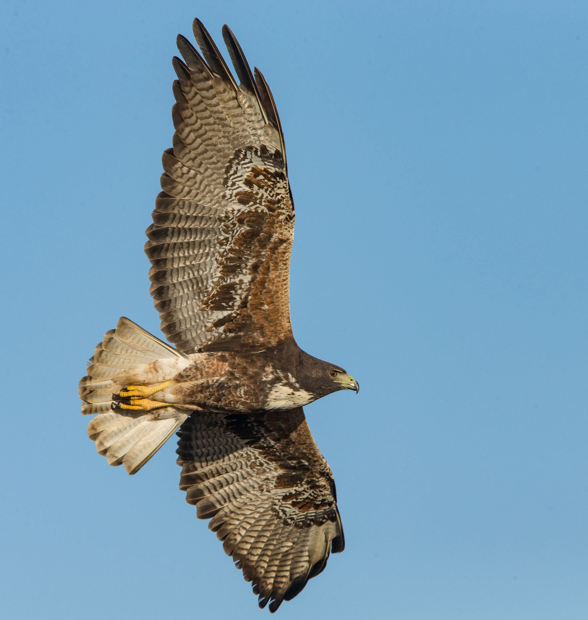 A hawk is flying through a blue sky with its wings spread