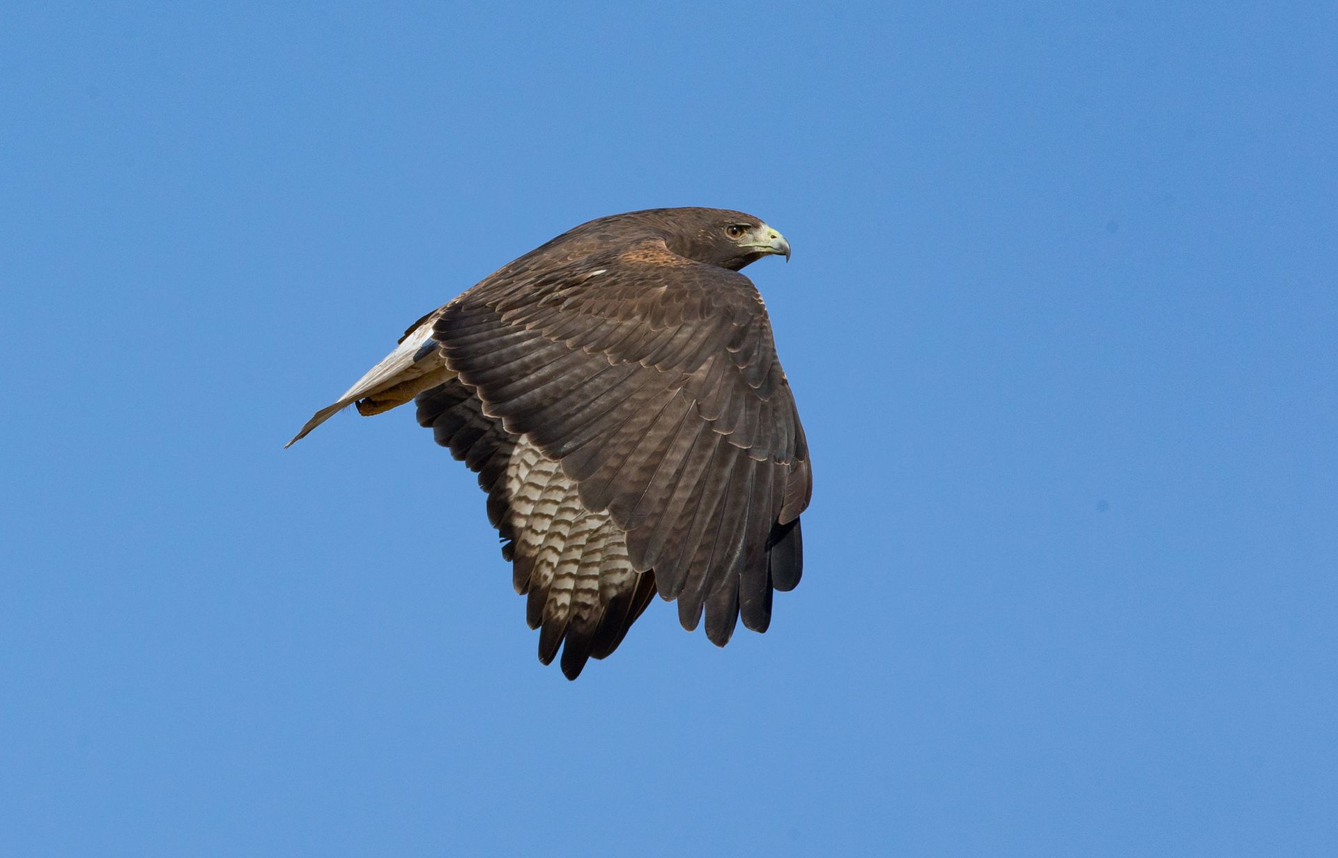 A bird is flying through a blue sky with its wings spread.