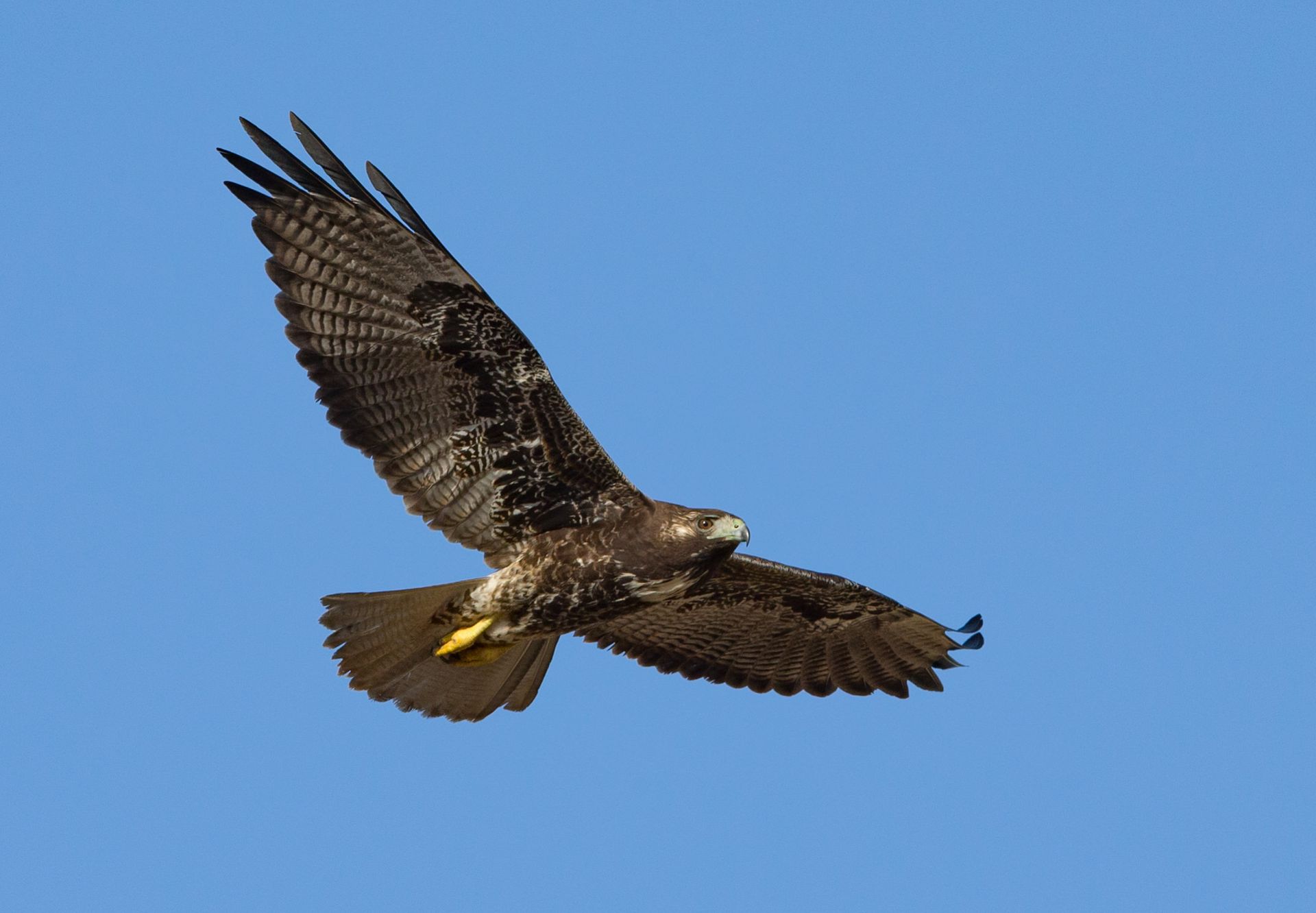 A bird is flying through a blue sky with its wings spread.