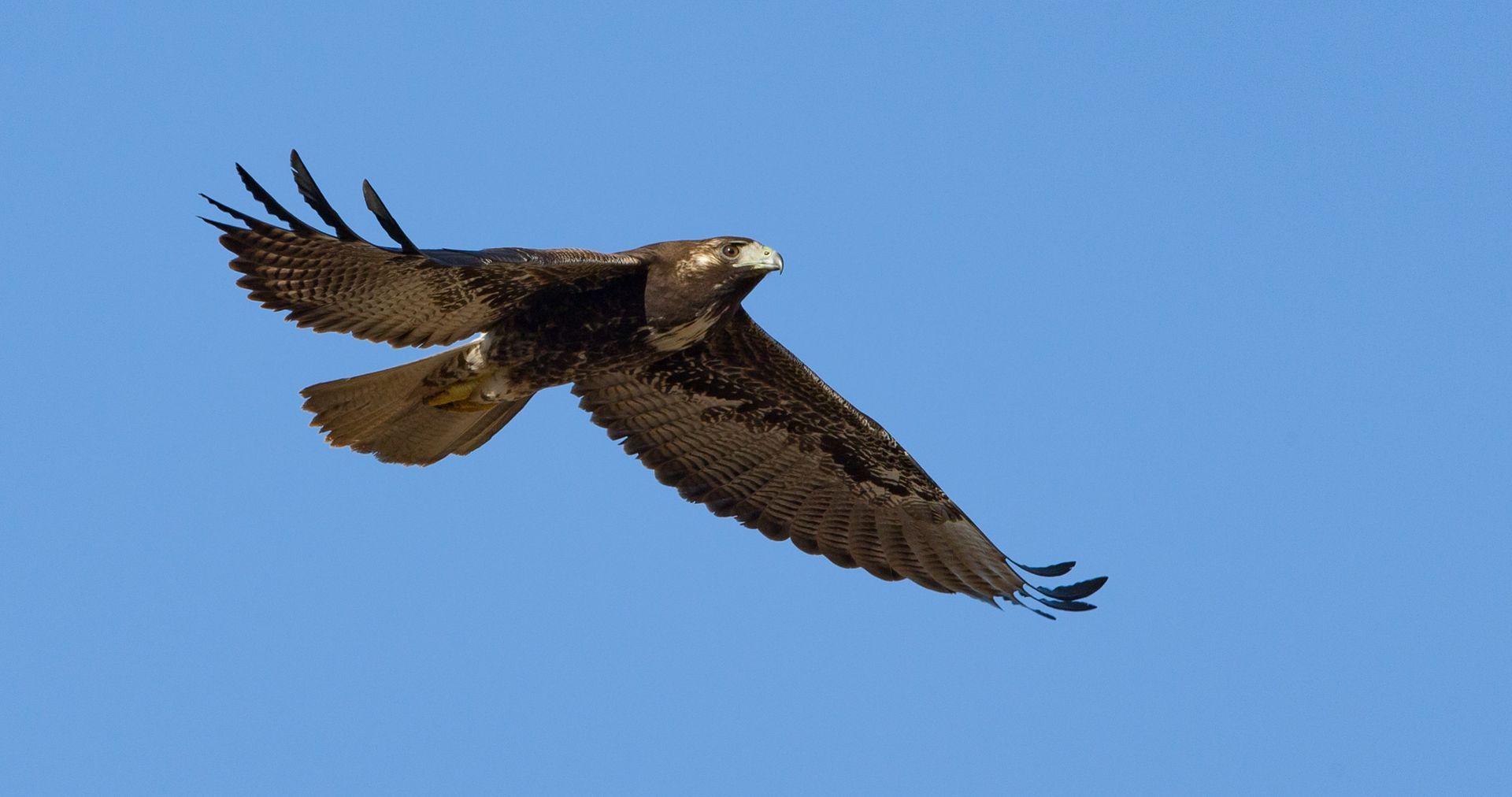 An eagle is flying through a blue sky with its wings spread.