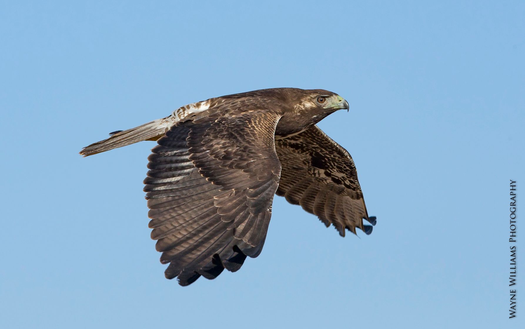 A hawk is flying through a blue sky with its wings spread