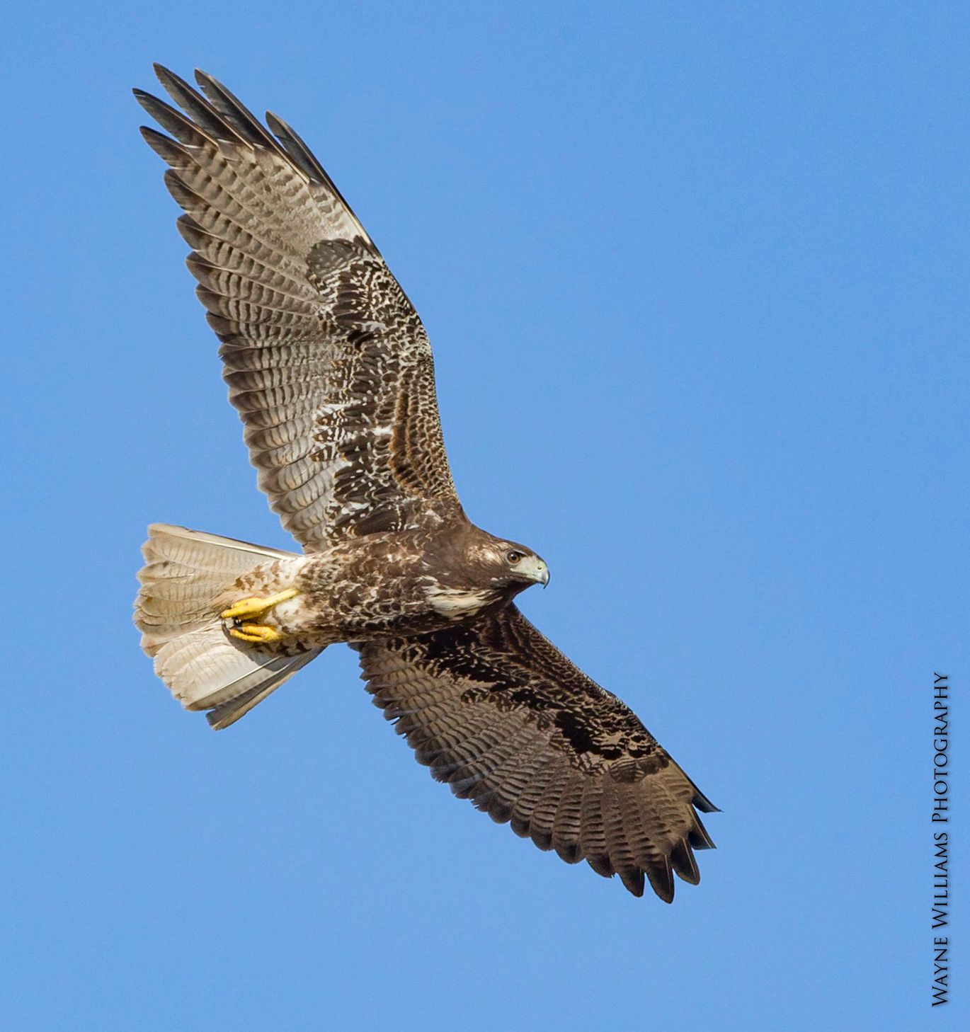 A hawk is flying through a clear blue sky