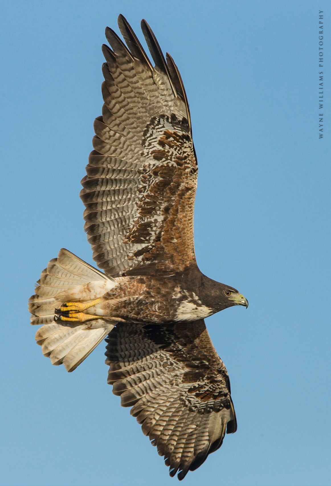 A hawk is flying through a blue sky with its wings spread