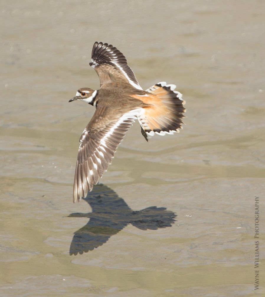 A bird is flying over a body of water and its shadow is reflected in the water