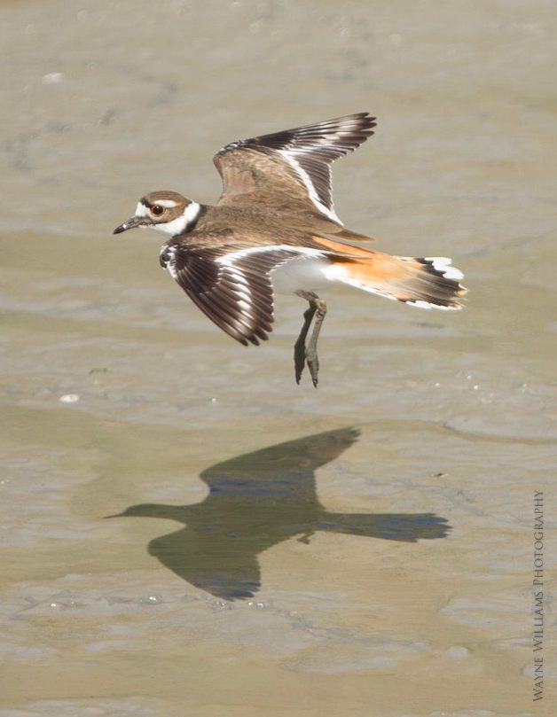 A small bird is flying over a body of water
