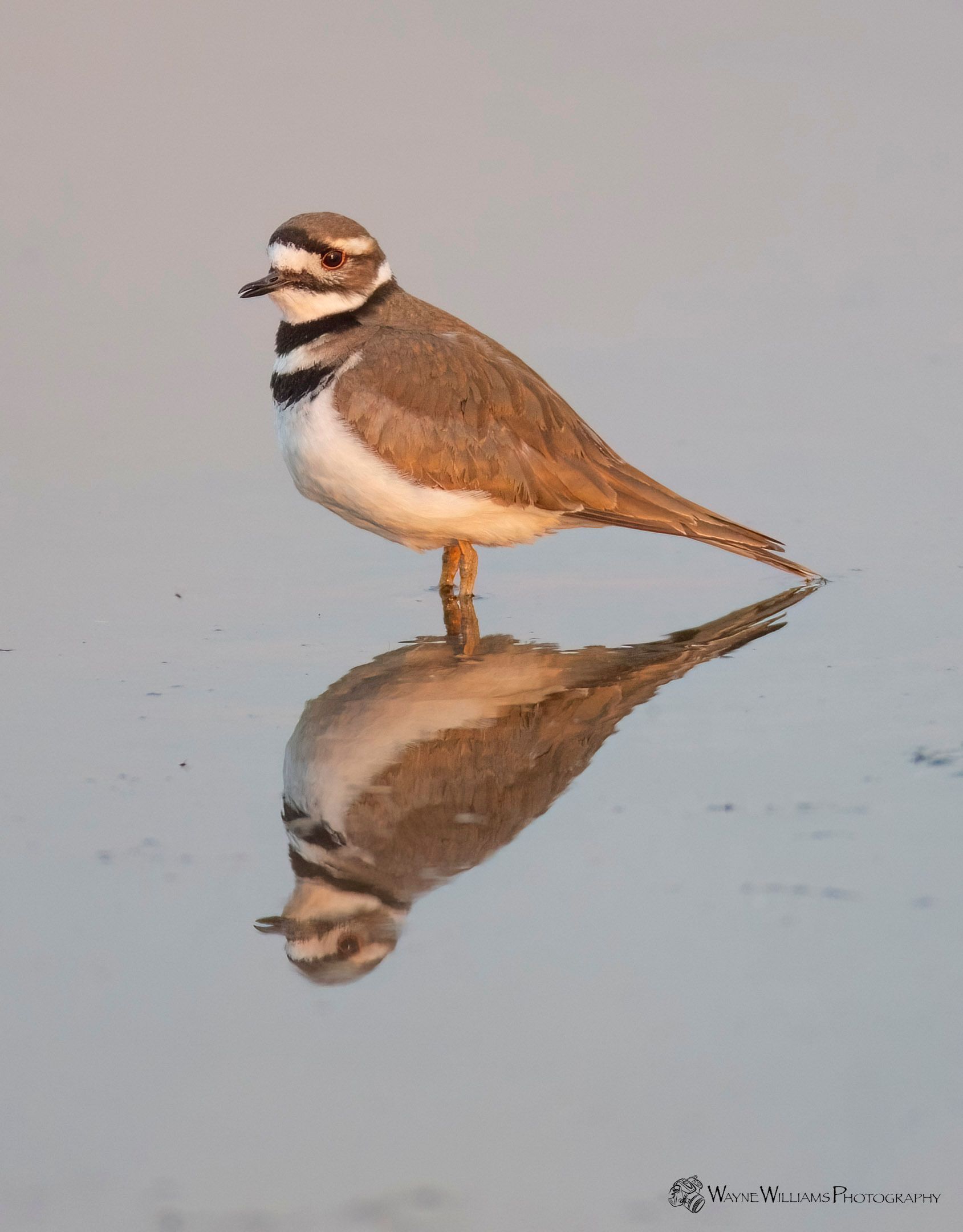 A white pelican with a yellow beak is sitting on a rock.