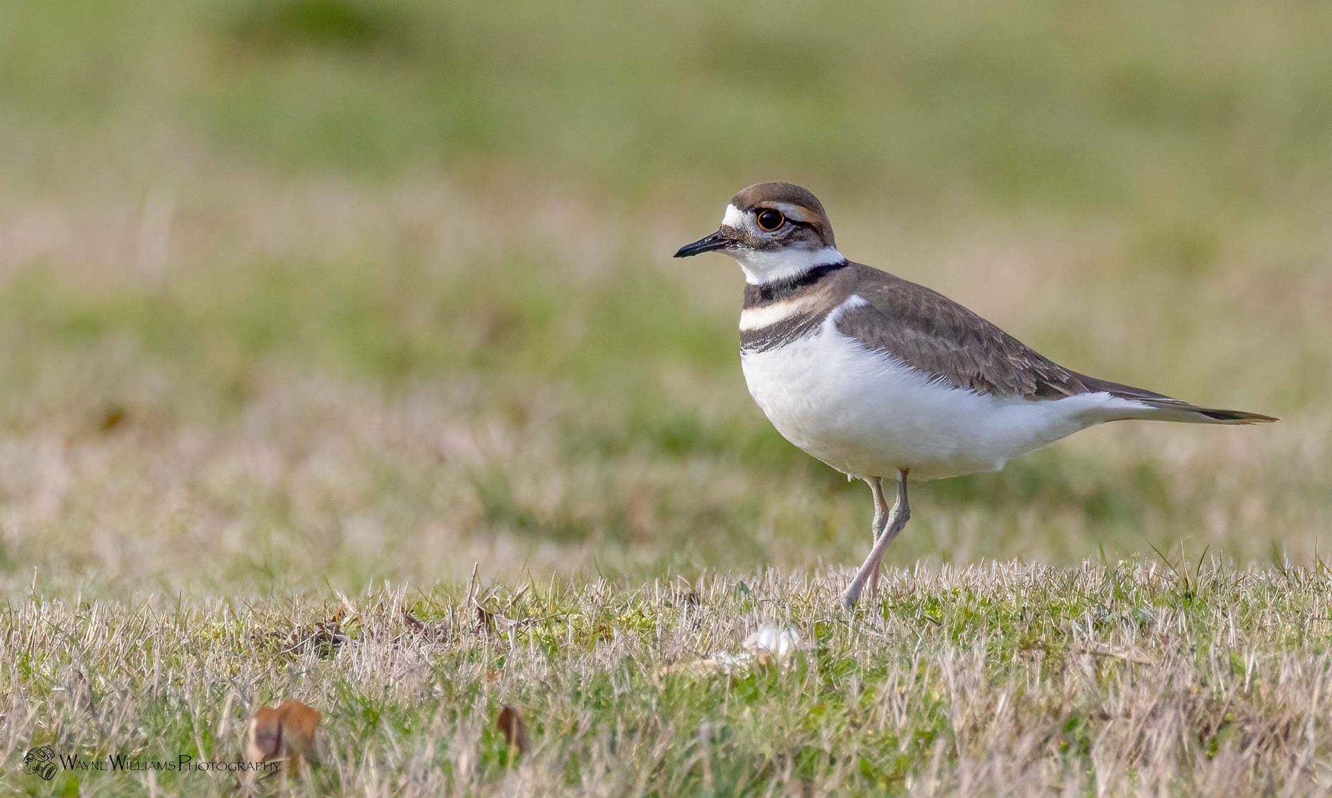 A small bird is standing in the grass in a field.