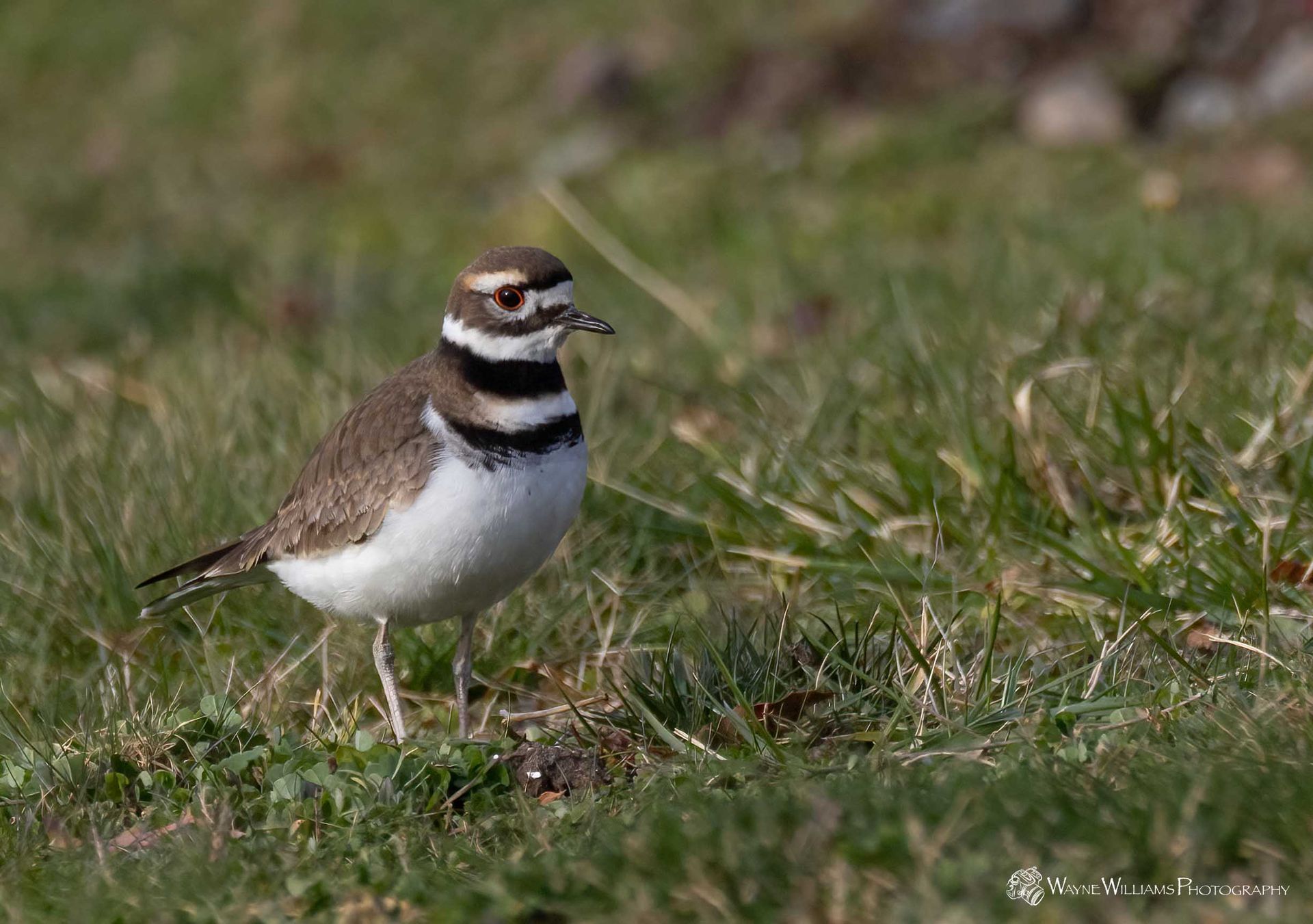 A small brown and white bird is standing in the grass.