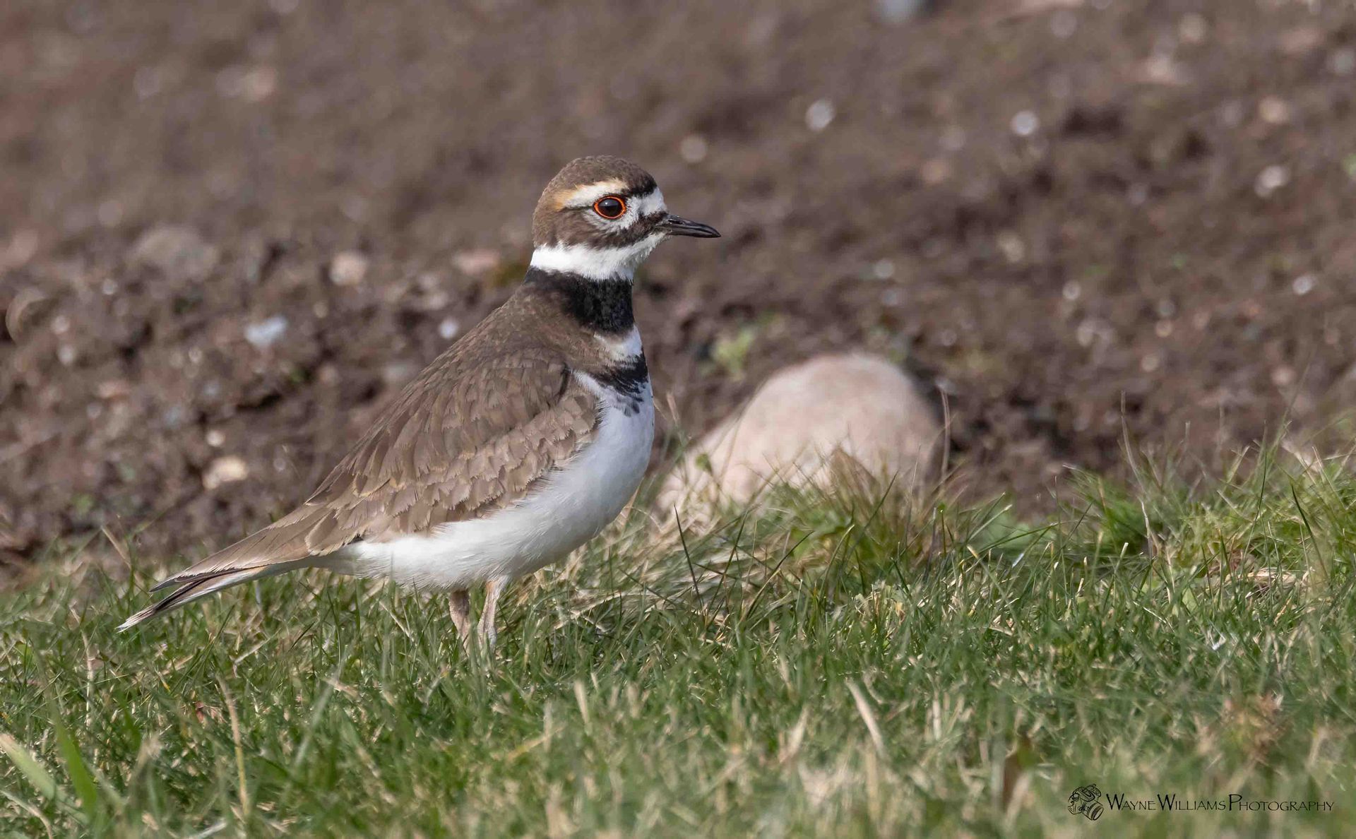 A small bird is standing in the grass next to a rock.