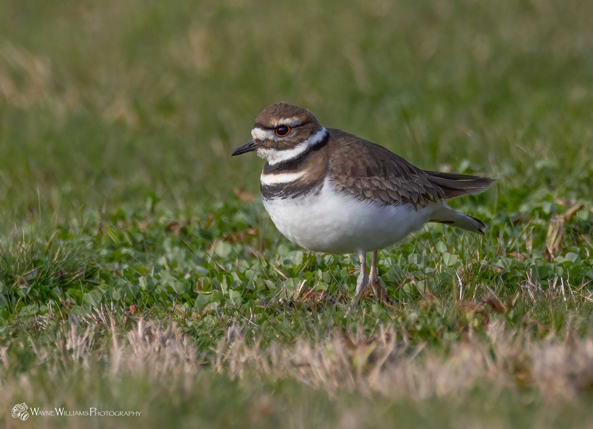 A small brown and white bird is standing in the grass.