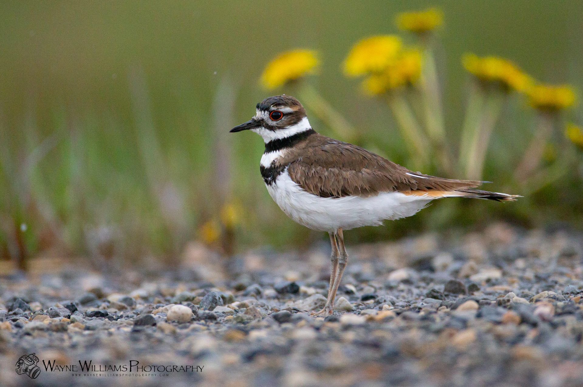 A small bird is standing on a gravel road.